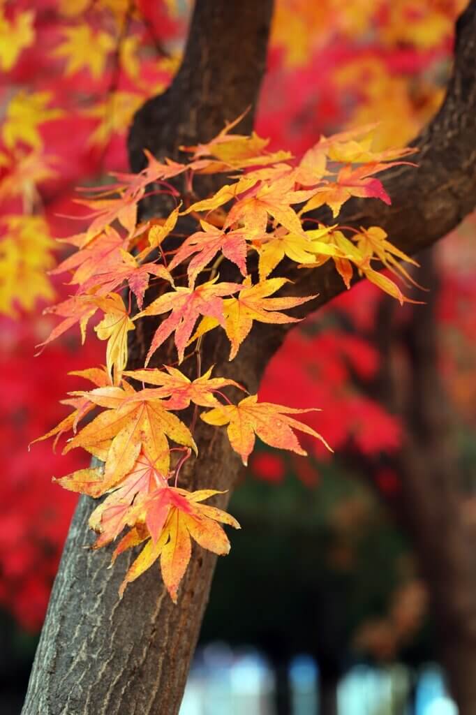 가을 단풍 핸드폰 배경화면 풍경 사진