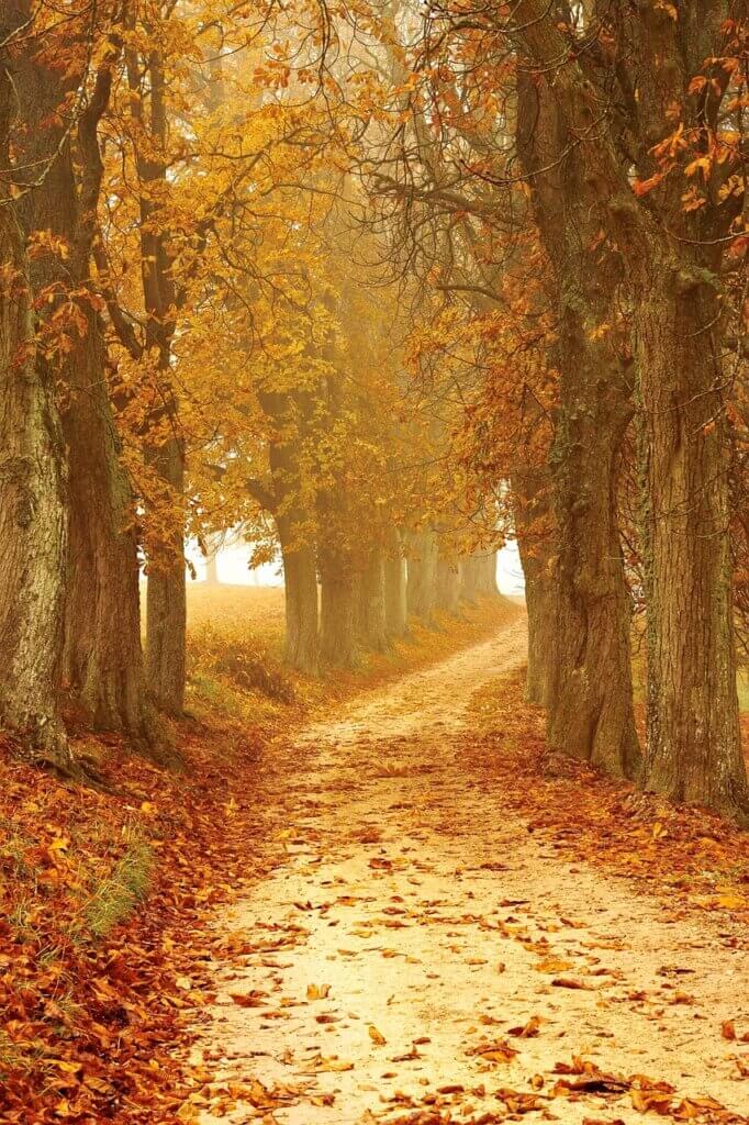 가을 단풍 핸드폰 배경화면 풍경 사진